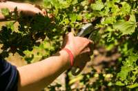 Vorschau: PureNature Asthma Armband für Kinder & Erwachsene Vorschau: PureNature Asthma Armband für Kinder & Erwachsene