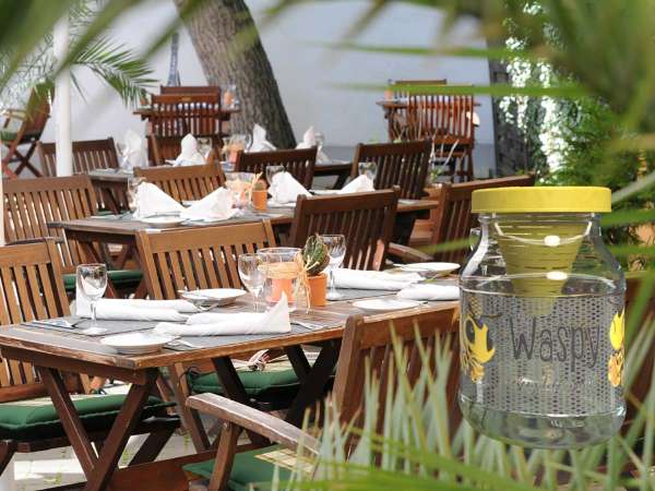 Waspy natürliche Wespenfalle: effektiv und tierfreundlich