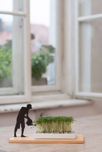 Kresseschale smart n green Kresse ziehen auf der Fensterbank