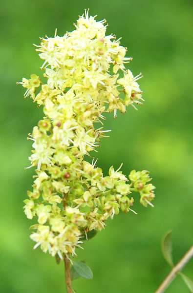 Khadi Kupfer: Natürliche Haarfarbe für lebendige Rottöne